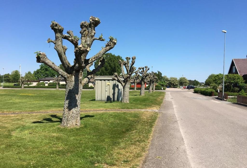 Planområdet, vy mot norr. På bilden är oxlarna nyligen hamlade (maj 2018). Geotekniska förhållanden En geoteknisk undersökning är gjord för området (Orbicon 2018-07-06).