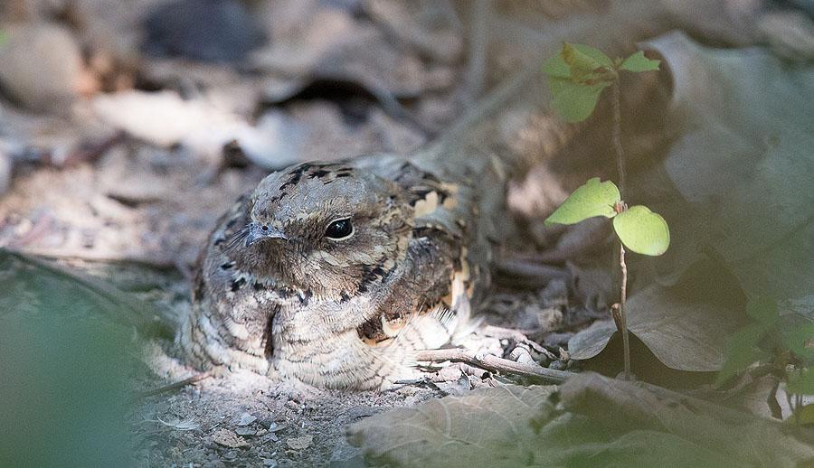 Long-tailed Nightjar. Foto: Mats Tapper 117 Blue-bellied Roller Coracias cyanogaster 4 längs vägen 28.11, 5 längs vägen 29.11, 3 längs vägen 30.11, 2 Raptor Bridge 29.11, 5 längs vägen 3.