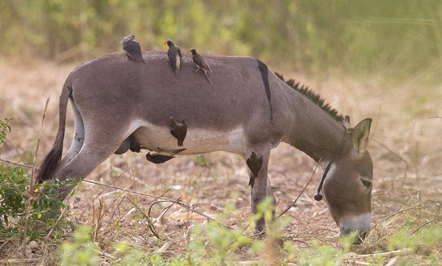 212 Long-tailed Glossy Starling Lamprotornis caudatus Observerad 8 dagar totalt 213 Yellow-billed Oxpecker Buphagus africanus africanus 7 Batelling 29.11 och 1 längs vägen 2.12 Oxhackare på åsna.