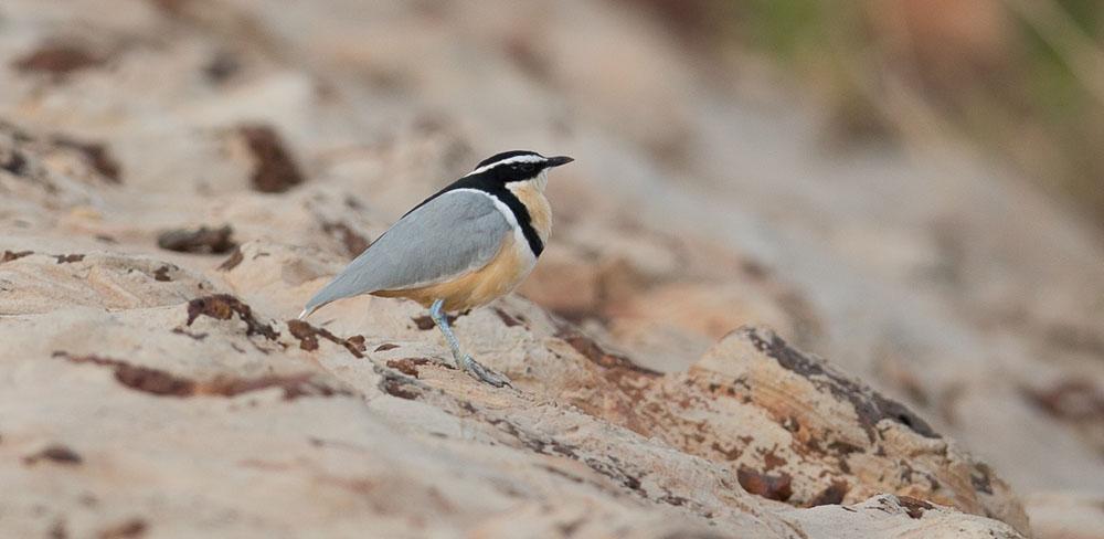 Den vackra krokodilväktaren. Foto: Mats Tapper vid en liten bro flög Wire-tailed Swallow. Ytterligare ett stycke österut längs med huvudvägen nåddes lunchstället vid Bintang Bulong Bridge.