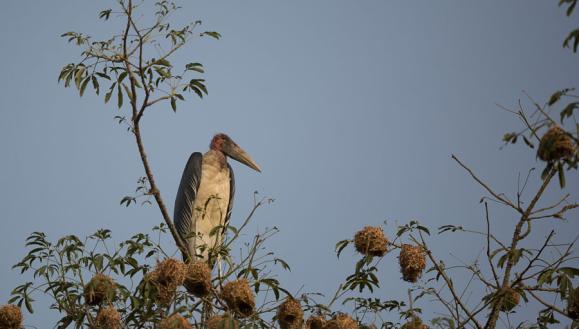 Under en vandring ner till Gambiafloden sågs African Hawk-Eagle vid ett bo och ytterligare en Wahlberg s Eagle på nära håll.