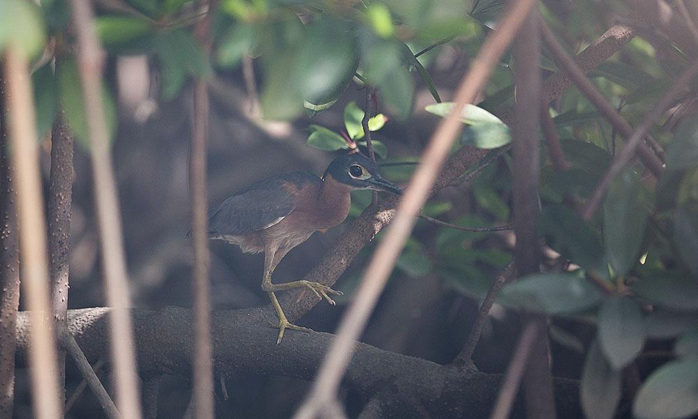 Den svårsedda White-backed Night Heron. Foto: Mats Tapper Torsdag 3 december Förmiddagen ägnades till en alltid lika trevlig båttur i mangroven på norra sidan av Gambiafloden.