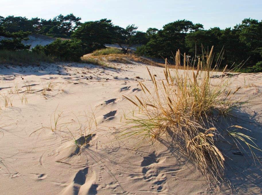 Våra insatser i naturvårdsarbetet i SandLifeprojektet som pågått under sex år avslutades under året.