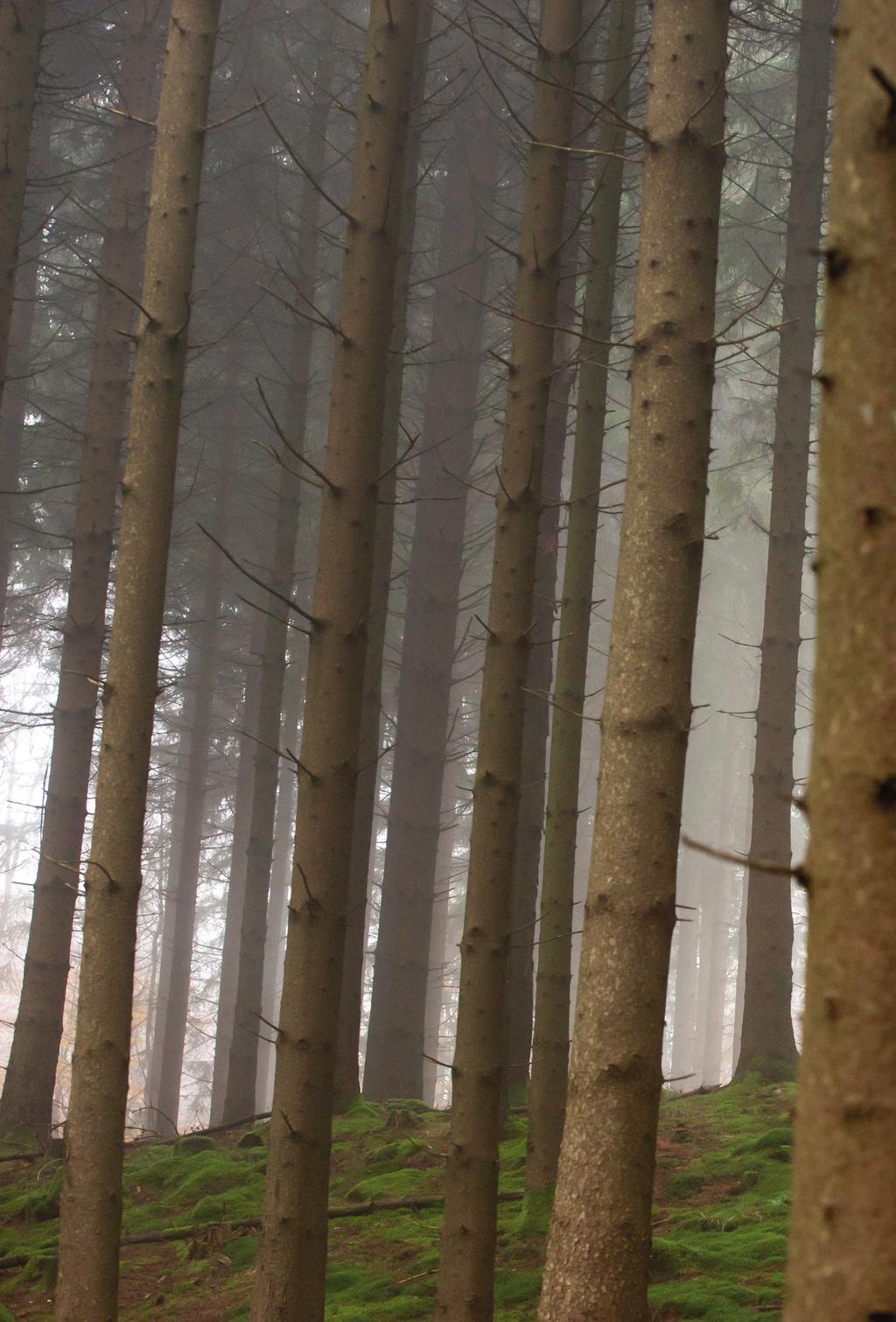 Skogsbruk Att avverka skog med omsorg Vi förvaltar både egen och fem andra stiftelsers mark. På delar av marken bedriver Skånska Landskap skogsbruk, som inte ger avkastning till stiftelserna.