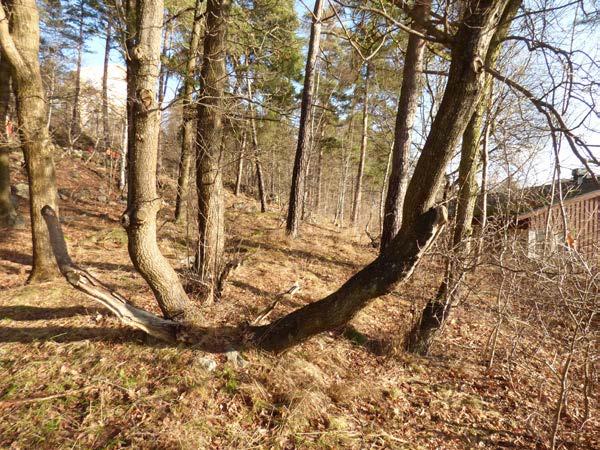 kaler. Troligen förekommer alltså inga groddjur i området. Ekhabitat Nästan hela planområdet ligger inom ett kärnområde i ekhabitatnätverket för eklevande insekter, se figur 13.