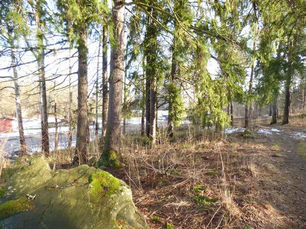 Längst bort i öster blir inslaget av hällmark allt mer tydligt och bergknallen i öster består av ren hällmark med tallar. Söder om bergknallen står några halvstora ekar.