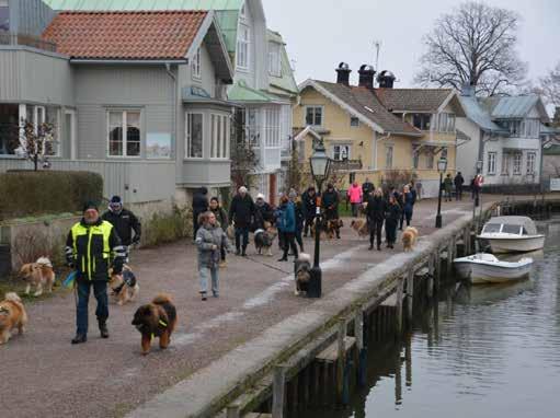 hundar, både nya och gamla.