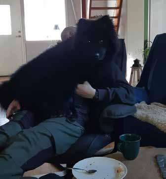 Men rätt som det var så såg jag att det svarta lurviga rörde på sig i husses famn, jag blev stel av skräck. ETT MONSTER!