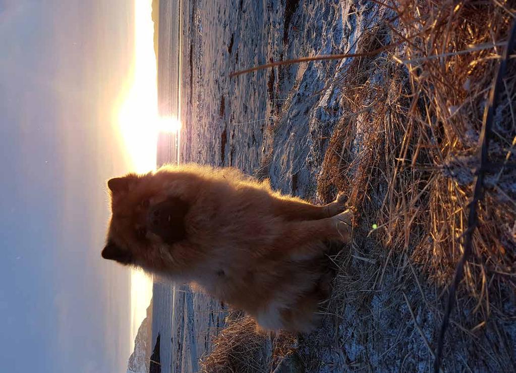 Tivo Min eurasier: Sid Personlighet: Påhittig clown, kelgris