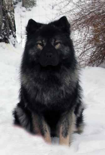 Guillasson-Seva Familj: Lemmy & Zeppe (också eurasier såklart!