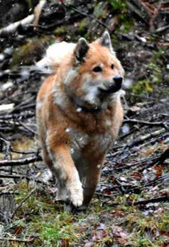 Hundnamn Kön HD ED Patella Black Baloos Marie Björkman Norrtälje Mobil: 070-618 62 79 Bonus Pop Up s Maja Ärleborg Hasselqvist Eskilstuna Mobil: 070-232 29 60 Brännabråns Anette Lindeborg Härnösand