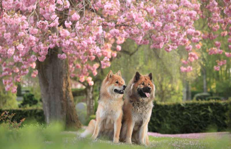 sid 8 Årets utställningseurasier 2018 sid 9 Årets arbetande eurasier 2018 sid 10 Eurasierträff Brandalsund sid 14 Min eurasier: Cache sid 15