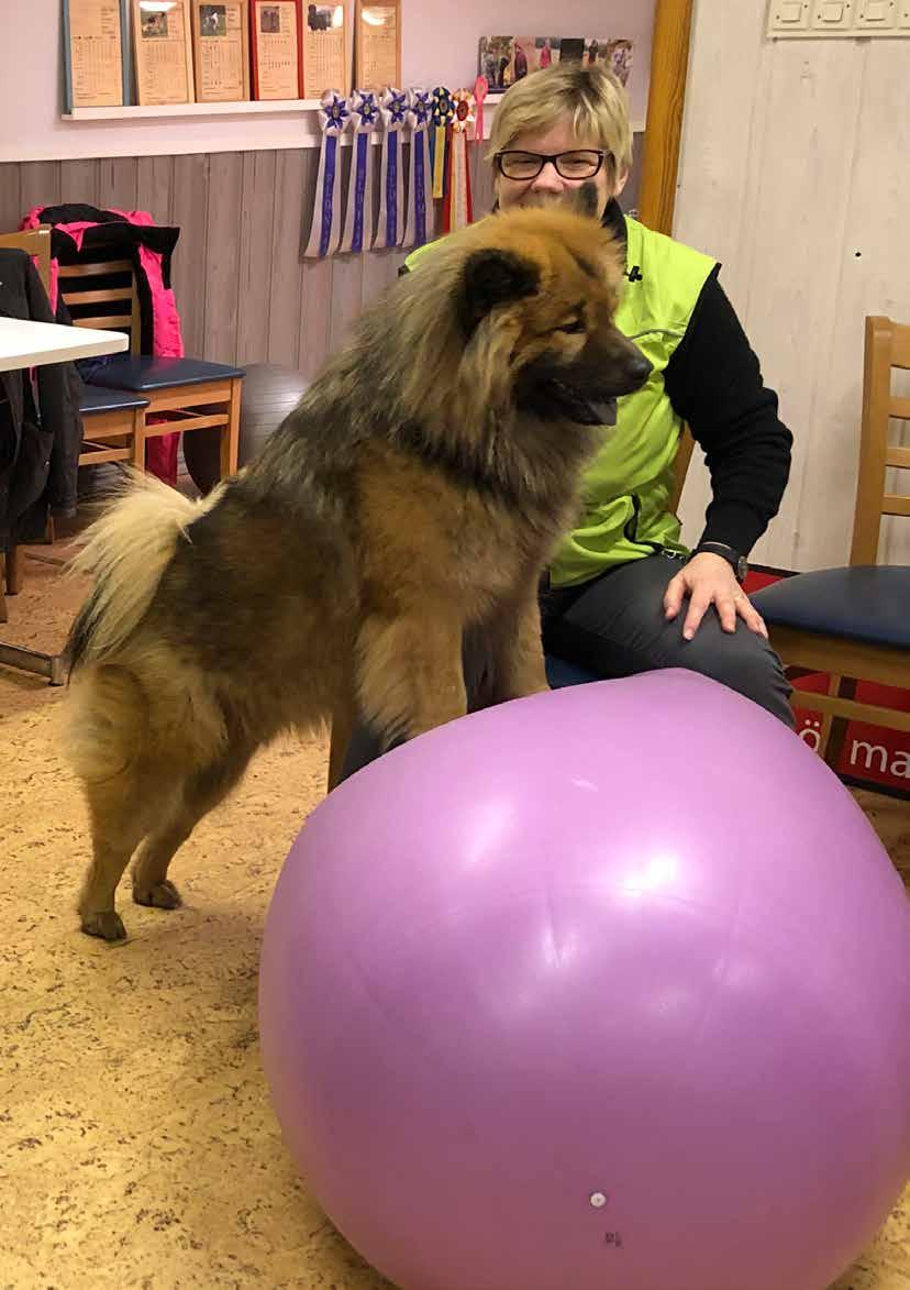 Ordförande har ordet Tessa tränar balansboll I November förra året så utökades vår familj med ytterligare en Eurasier. Tänk så mycket man hinner glömma på 7 år.