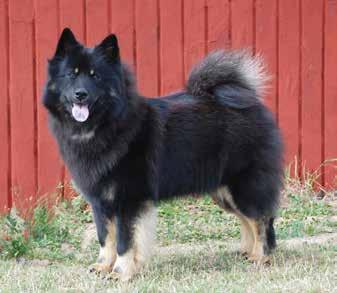 Topp 5 Hanar Årets arbetande eurasier 2018 Det har också anordnats en hel del tävlingar och prov under förra året.