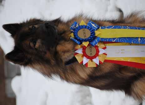 De 5 bästa officiella resultaten på varje hund beräknas (resultat som registrerats på SKK:s hunddata).