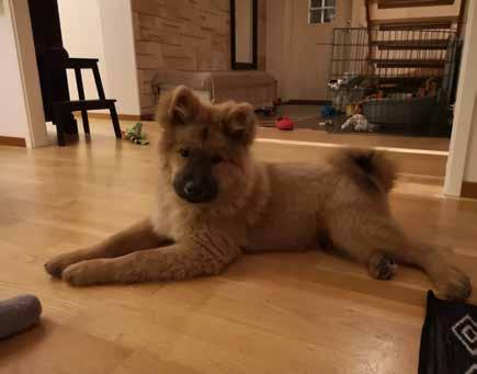 Linux Här kan du sätta in en minnesannons om din eurasier har gått bort.