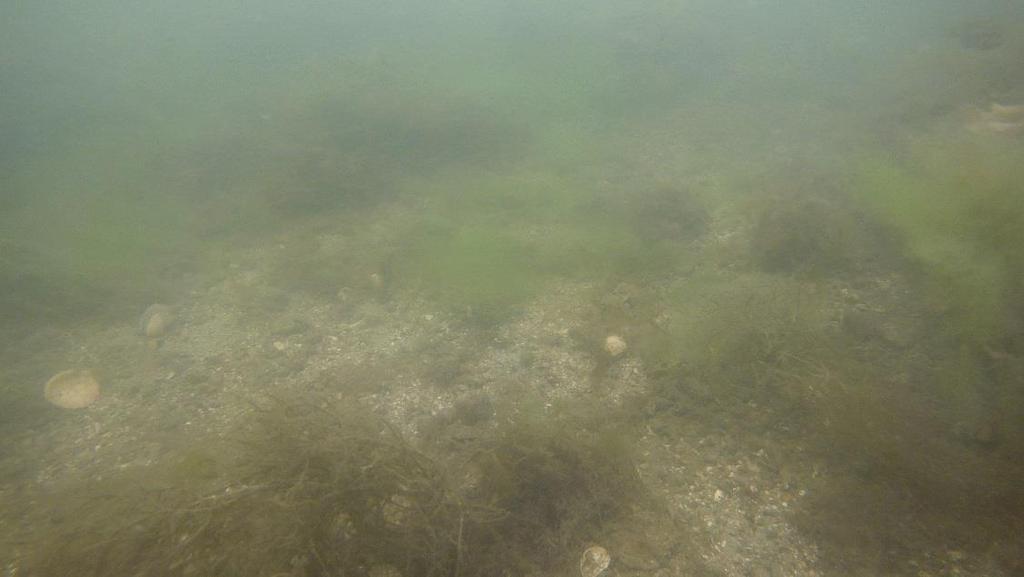 Fintrådiga alger, enstaka skräppetare, sargassonsnärja (Sargassum muticum), några nätsjöpungar (Corella parallelogramma) och juvenila torskfiskar kunde observeras.