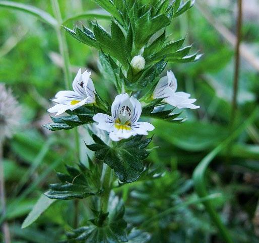 figur 4. Är det en lila ögontröst Euphrasia stricta eller kanske mer specifikt en glandelögontröst E. stricta var. brevipila eller är det månne en hybridögontröst E. nemorosa stricta?