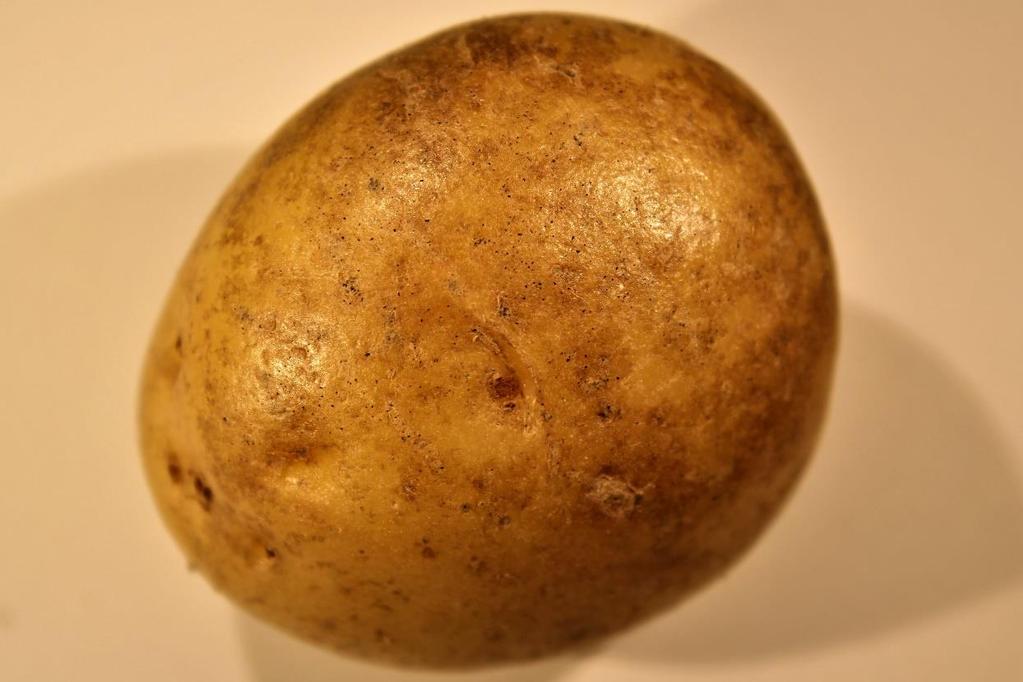 Fakulteten för landskapsarkitektur, trädgårdsoch växtproduktionsvetenskap Svartpricksjukans betydelse för skalkvalitet i matpotatis