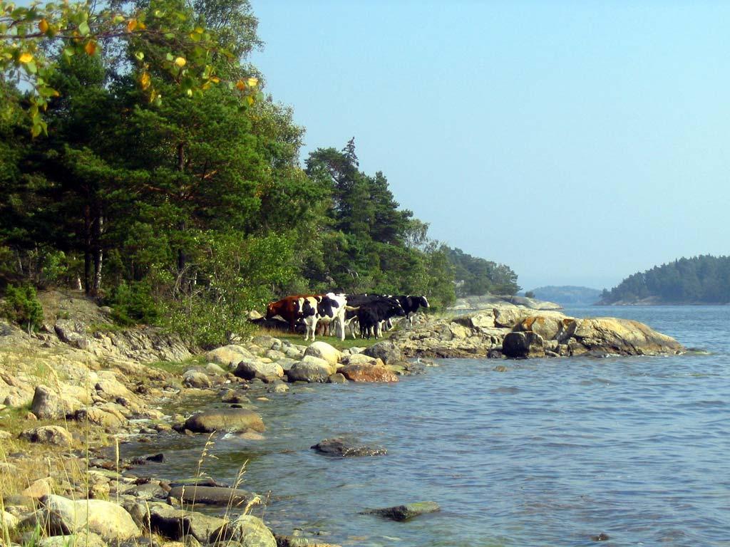 Figur 4. Liten strandäng med betande nötkreatur i Sandemars naturreservat. Lokal 1:1 Mörkö var belägen på en lågt liggande strandäng, och var den enda provtagna lokal som inte var hällkar.