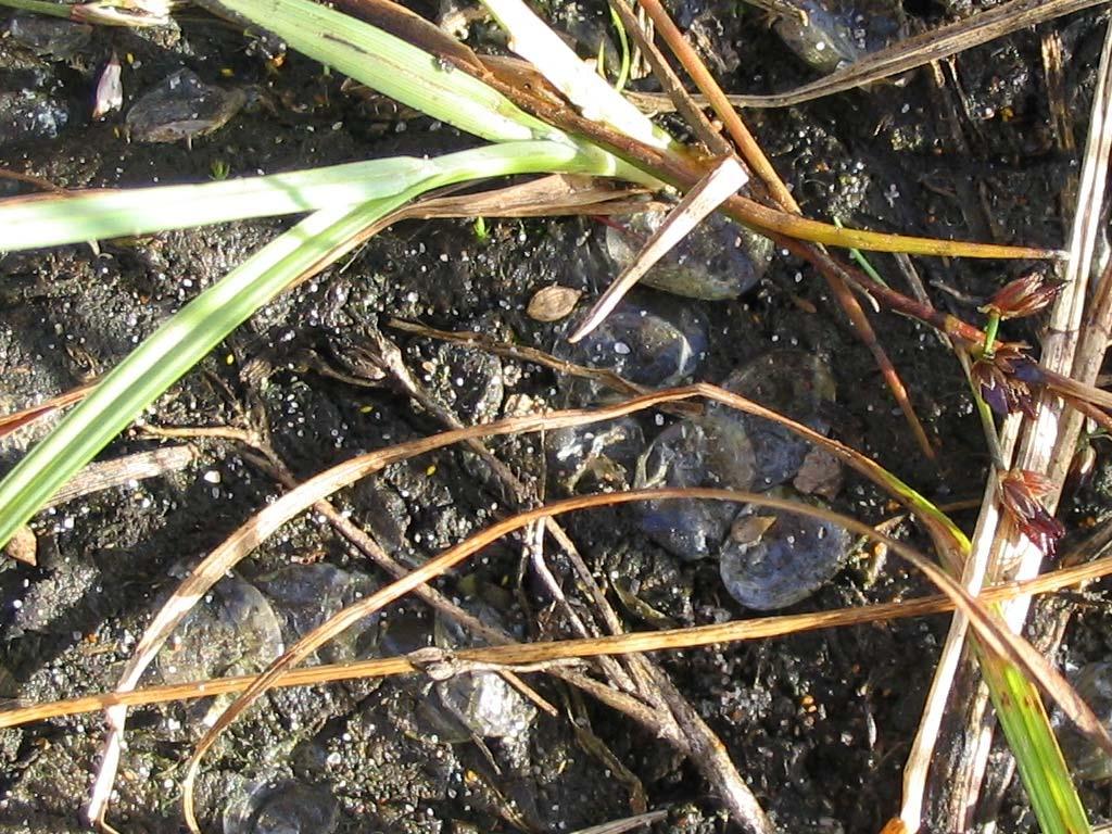 (Hydrophilidae), vattenbrynsbaggar (Hydraenidae), halsrandbaggar (Helophoridae) och virvelbaggar (Gyrinidae).