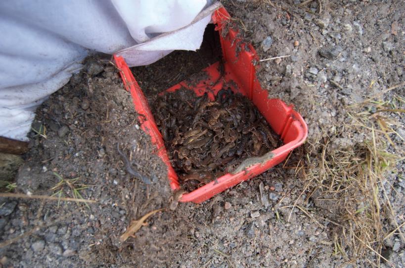 På morgonen den 9/4 var det 400 salamandrar kvar i fallfällan. Vår slutsats är att trumman inte är en trevlig miljö för salamandrarna och att de aktivt undviker att gå in i rören.