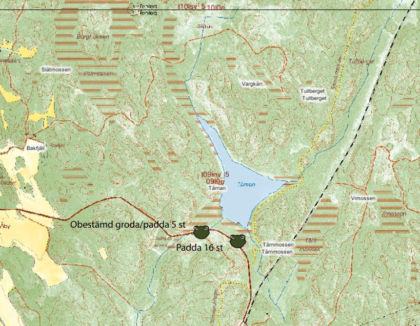 Tärnan Koordinater i RT90 syd/nord 6548260, väst/öst 1621870 Tärnan ligger på Södertörn, strax norr om Segersäng. Relativt få groddjur påträffades denna vår.
