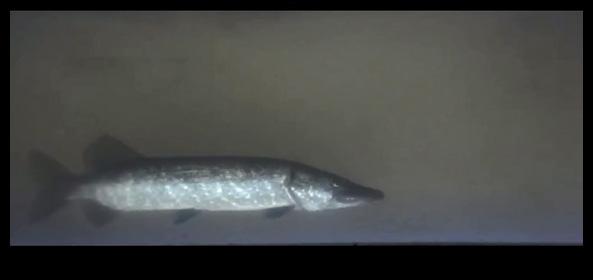 Bild 3. Fiskkameran visar att mycket stora mängder fisk vandrar genom fisktrappan. Överst en gädda som vandrade upp den 2 juni 2018. På nedre bilden syns ett stim med löjor från den 3 juni 2018.