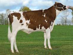 Kronprinz Stmb nr 844 Kod nr 9-7479 F: Krunch M: Bryce VG-85 Label P Stmb nr 555 Kod nr 9-7450 F: Ladd P M: Redspock2 VG-86 MF: Shamrock MM: Basil VG-88 MF: Sunrise MM: Redspock VG-86 MMF: Boliver