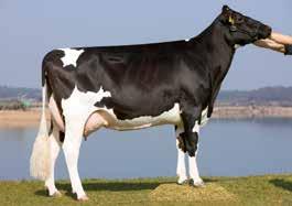 Short Cut Stmb nr Kod nr 9-7315 Afrikus RF Stmb nr 554 Kod nr 9-7449 F: Shottle M: Sumatra VG-86 F: Alchemy M: Mareile VG-86 MF: Lambada MM: Schkira VG-85 MF: Manifold MM: Mareik VG-86 MMF: Jock