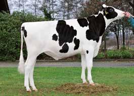Blue P Stmb nr 849 Kod nr 9-7510 Boss Stmb nr 433 Kod nr 9-7338 F: Boss M: Alina VG-85 F: Bookem M: KNS Rendez VG-85 MF: Mitey P MM: Asta G-84 MF: ManOman MM: KNS River VG-86 MMF: Lawn Boy MMM: