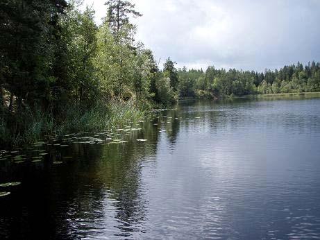 Av de 12 arter som noterades Södertörnsekologernas inventering återfanns inte strandranunkel, kransslinga, pilblad och igelknopp.