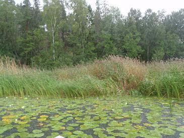 Bilder 28-29. Flera av Orlångens vikar är vegetationsrika och kantas av övervattenvegetation. 1998/99 inventerades två transekter i Gladöviksviken i sjöns sydvästra del.