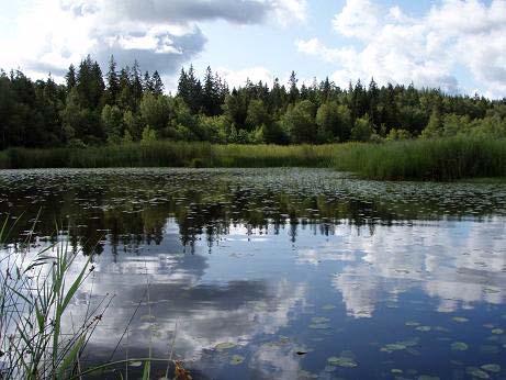 Ungefärliga lägen och sträckningar för den transekt som inventerades i Träsksjön den 14 augusti 2009. Sjön är vegetationsrik och omges av våtmarker.