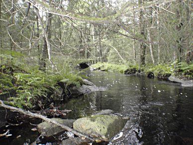 9. Lafsån, Hampedal Koordinater: 647300/33550 (RT90_25gonV) Län: 4 Västra Götaland Vattendragsbredd: 3,5 m Kommun: - Medeldjup provyta: 0,25 m Provtagningsmetodik: SS-EN 3946 Vattennivå: medel