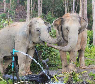 VILDA DJUR VILDA DJUR Vilda djur Dalen med de glada elefanterna Några insatser under 2018 Våra första elefanter kom från skogsindustrin. De var i dåligt skick, både fysiskt och psykiskt.