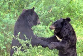 De lever under hemska förhållanden i fångenskap. På gallfabrikerna hålls björnarna i trånga burar där de knappt kan vända sig om och blir tappade på sin galla under stor plåga.
