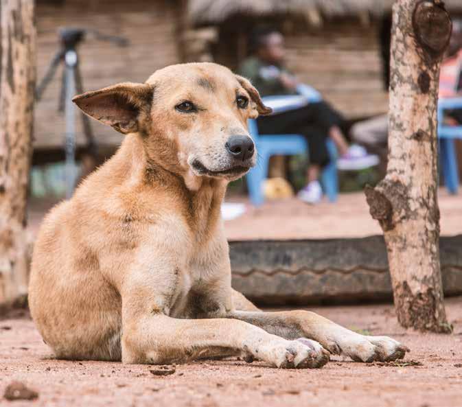 HUNDAR HUNDAR Hundar Ekorrjägaren Bruno Några insatser under 2018 +97 000 hundar vaccinerades mot rabies i Kenya och Sierra Leone under 2018 Hunden Bruno bor hos sin ägare Joseph Mutui och hans