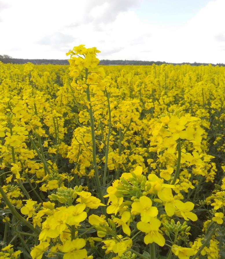 Fakulteten för naturresurser och jordbruksvetenskap Integrerat växtskydd i rapsodling Integrated pest management in Brassica oilseed production Annika