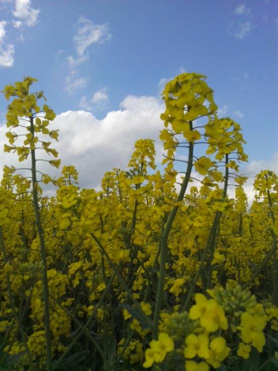 4 Raps 4.1 Ursprung samt omfattning av odling Raps (Brassica napus L.) tillhör familjen korsblommiga växter, Brassicaceae (figur 2). Förutom raps tillhör rybs (Brassica rapa L. var. silvestris (Lam.