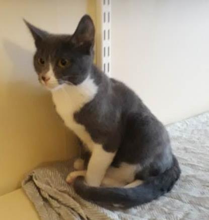 Örebro län finns 10 000 hemlösa katter enligt uppskattning En utredning förbereder ett lagförslag så att varje katt ska ha en ägare, registrerad, som tar ansvar.