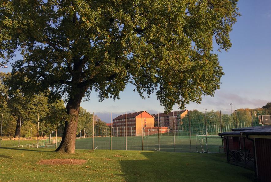 En av flera äldre ekar i Krokängsparken. I bild syns även Krokängsplan. Träd i Krokängsparken i närheten av tunnelns ingång i berget i väster.