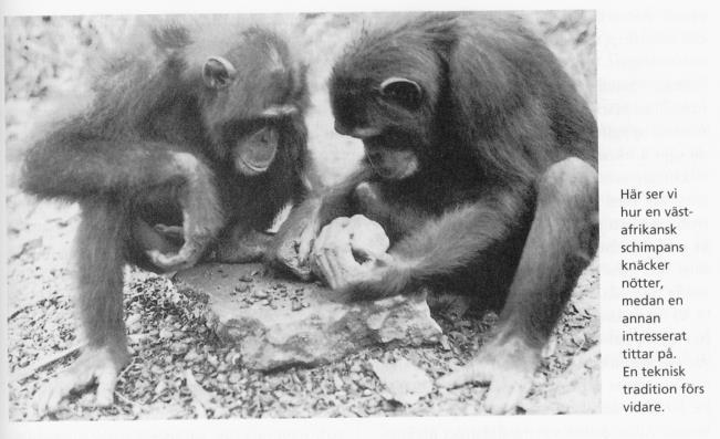 Kunskapsöverföring mellan schimpanser Hjärnans evolution Jarl Risberg JR-Neuroutbildning Kurs Avancerad Neuropsykologi 20 mars 2019 Uddenberg,