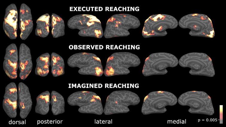 fmri-aktiveringar hos 15 friska individer som sträcker sig efter ett