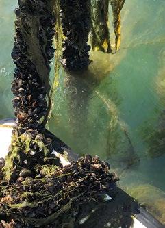 Den andra odlingen vi fick se hade imponerande 7000 meter rep för musslorna att växa på. Totalt har Scanfjord över 200 mil rep utlagt längs kusten!
