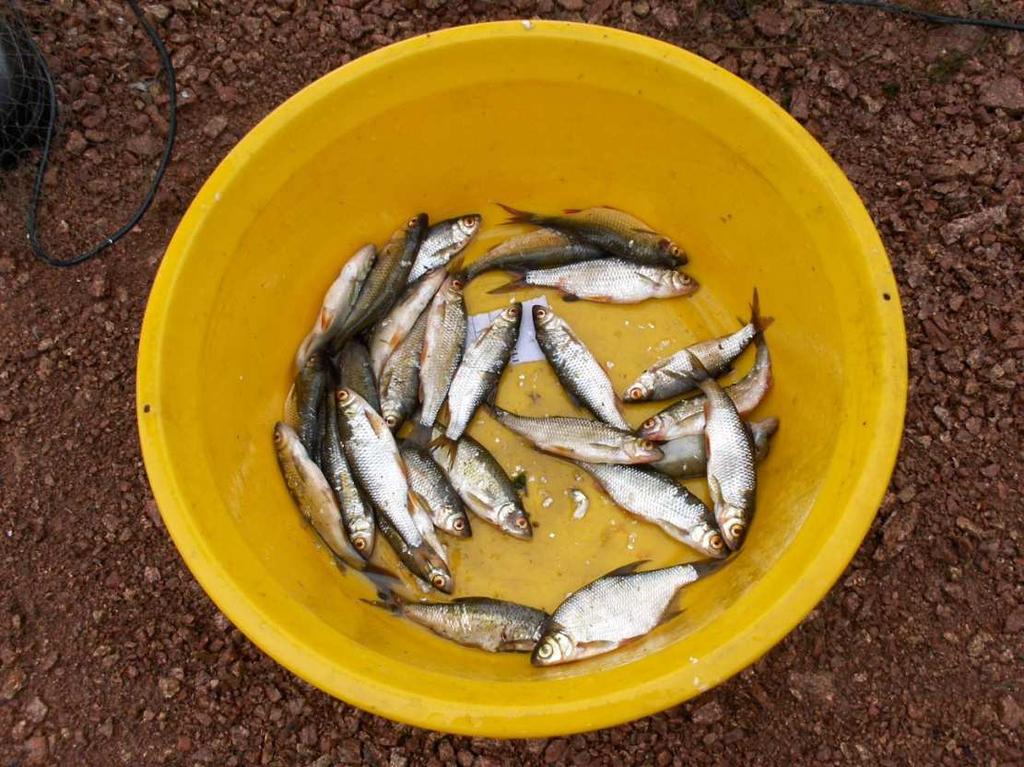 Bilaga 1 Bete Bild Noora Mustamäki & Ida Ahlbeck Som bete bör minst en 10 cm fisk användas. Finns det gott om bete så använd rikligt. Idealiskt sett bör det finnas bete kvar vid vittjandet av buren.