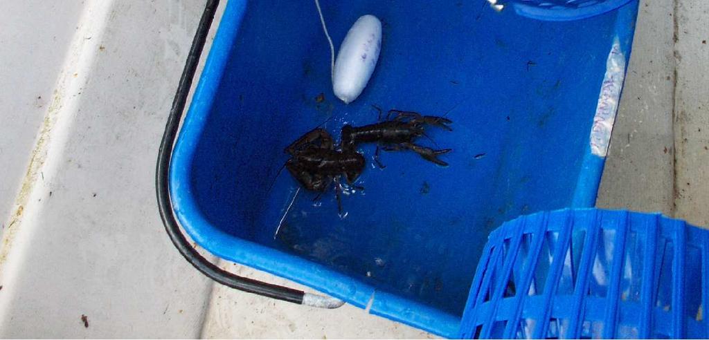 Notera tiden för vittjandet av första och sista mjärden i mjärdprotokollet. Töm försiktigt fångsten i en hink eller en balja.