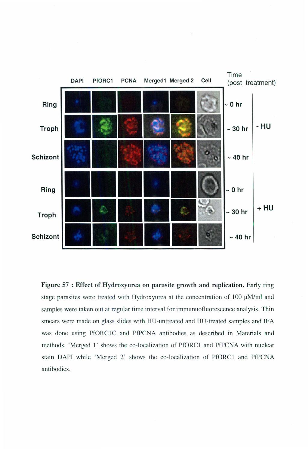 Time DAPI PfORC1 PCNA Merged1 Merged 2 Cell (post treatment) ~------------------------------------, Ring - 0 hr Troph - 30 hr -HU Schizont - 46 hr Ring Troph - 0 hr - 30 hr + HU Schizont - 40 hr
