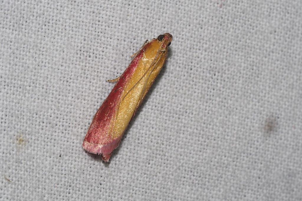 Fjärilen föredrar öppna ängsmarker nära till buskar och träd (Björklund 2007). Den bruna blåvingen hittades i östra Gredelby (Ö). Figur 10. Brun blåvinge. Foto: Bo Söderström Figur 11.