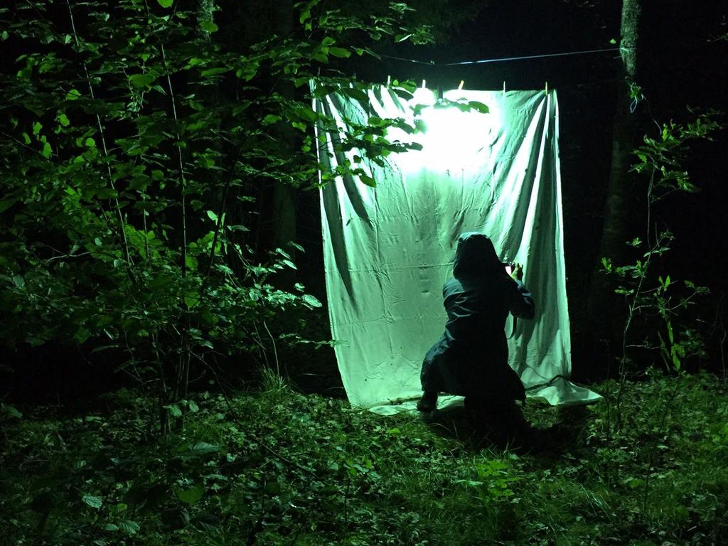 Jag fick därför uppdraget att under sommaren (juni-augusti 2017) inventera fjärilsfaunan i området och lyfta fram de arter som har ett särskilt intresse för naturvården.